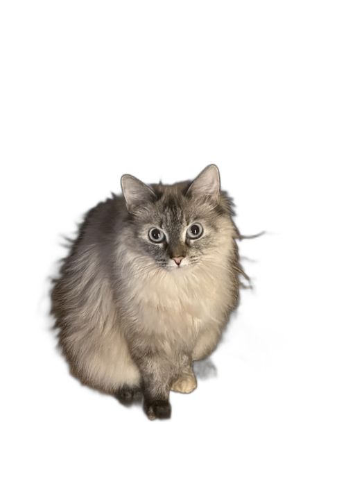 Беляш